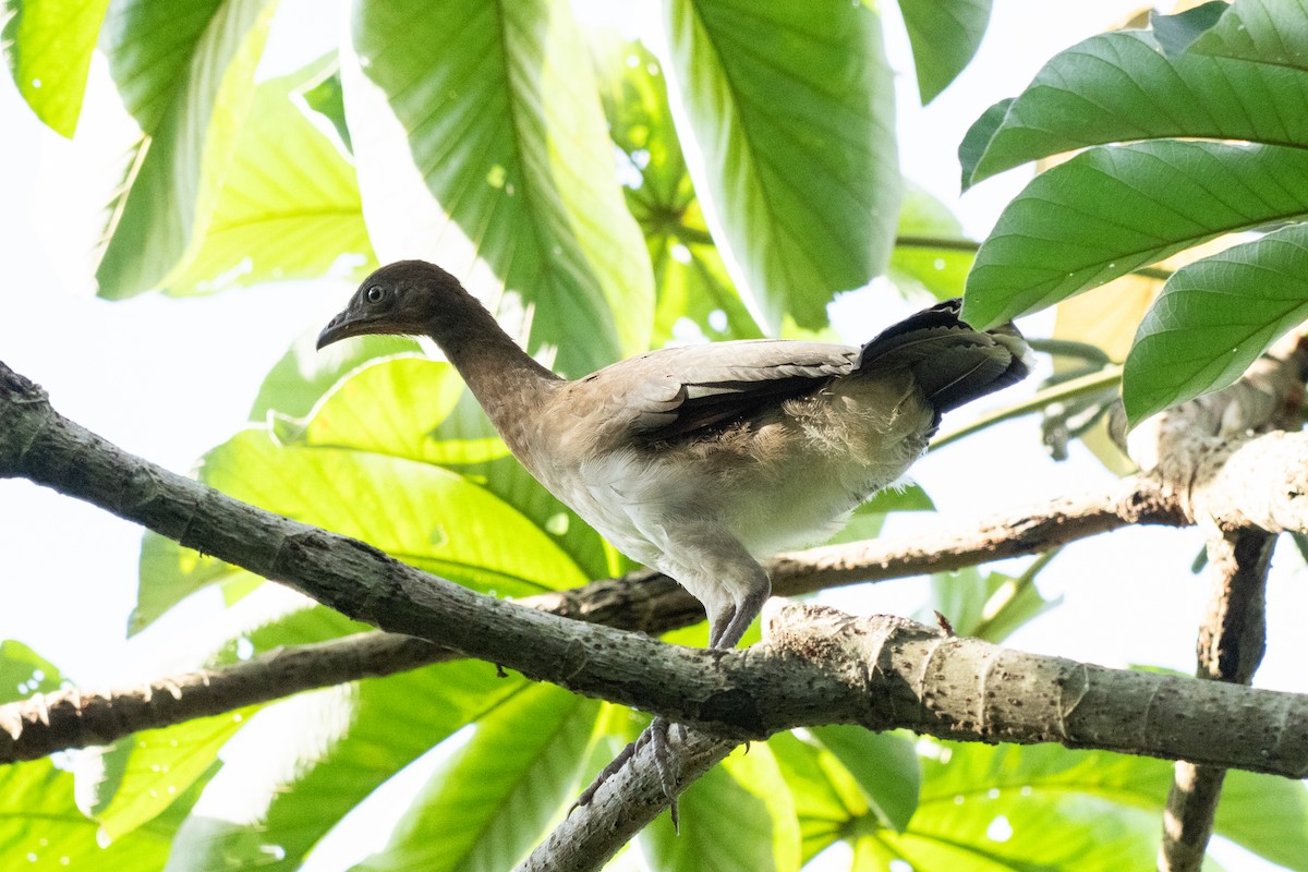 čačalaka rezavokřídlá - ML644286832