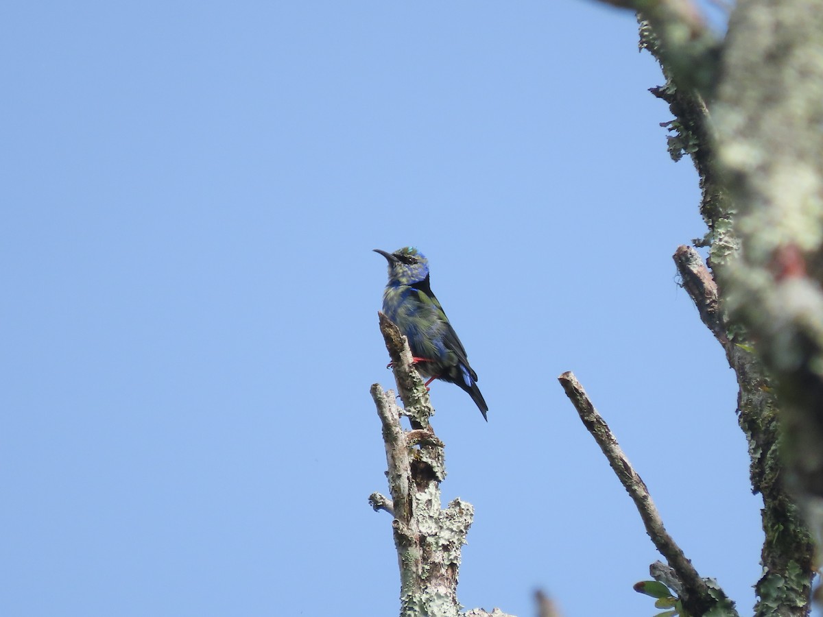 Red-legged Honeycreeper - ML644286833
