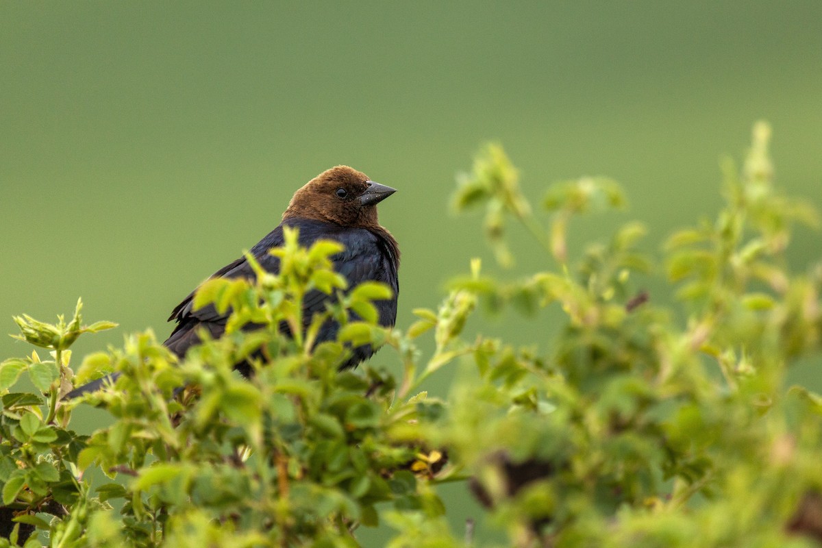 Brown-headed Cowbird - ML644286834