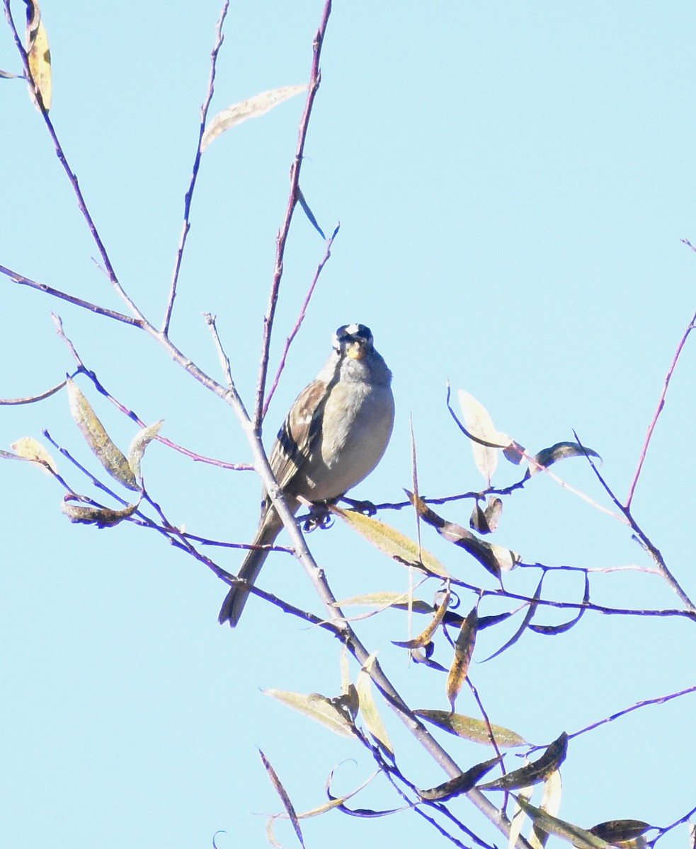 strnadec bělopásý - ML644286837