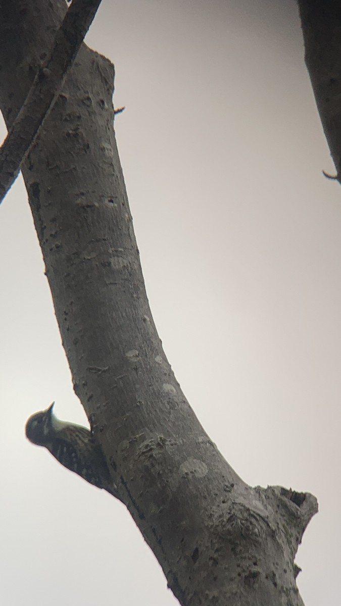 strakapoud východní - ML644286838