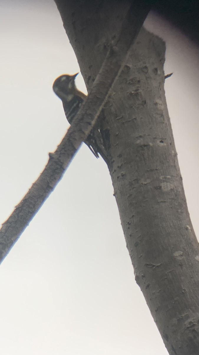 strakapoud východní - ML644286839