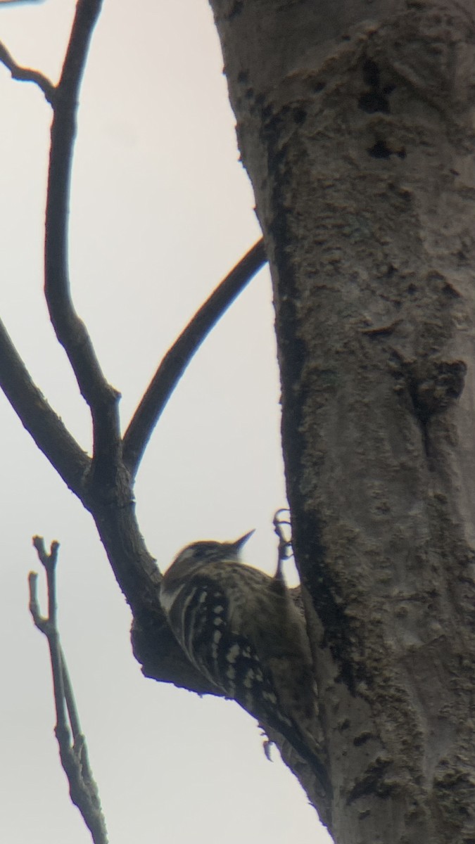 strakapoud východní - ML644286840