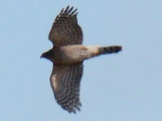 jestřáb americký - ML644286842