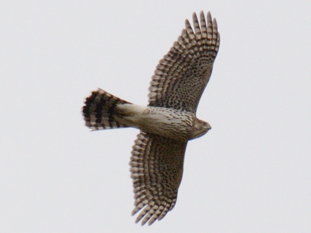 jestřáb americký - ML644286843