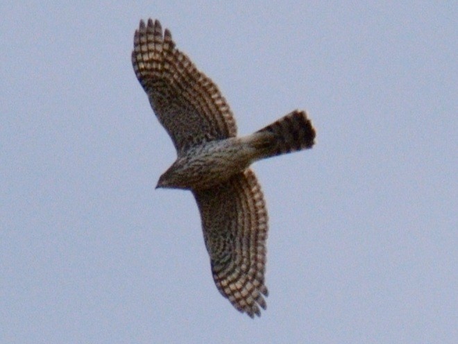 jestřáb americký - ML644286844