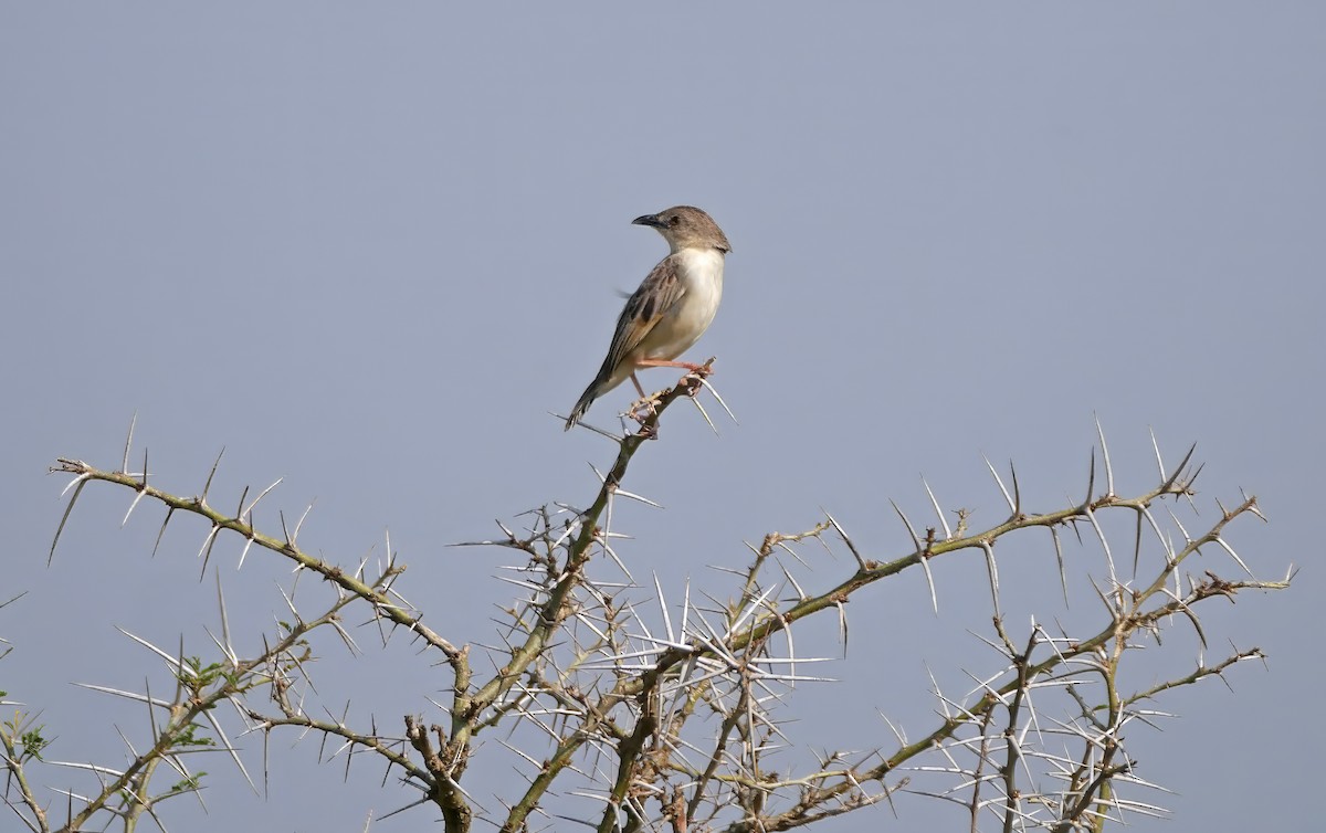 Croaking Cisticola - ML644286846