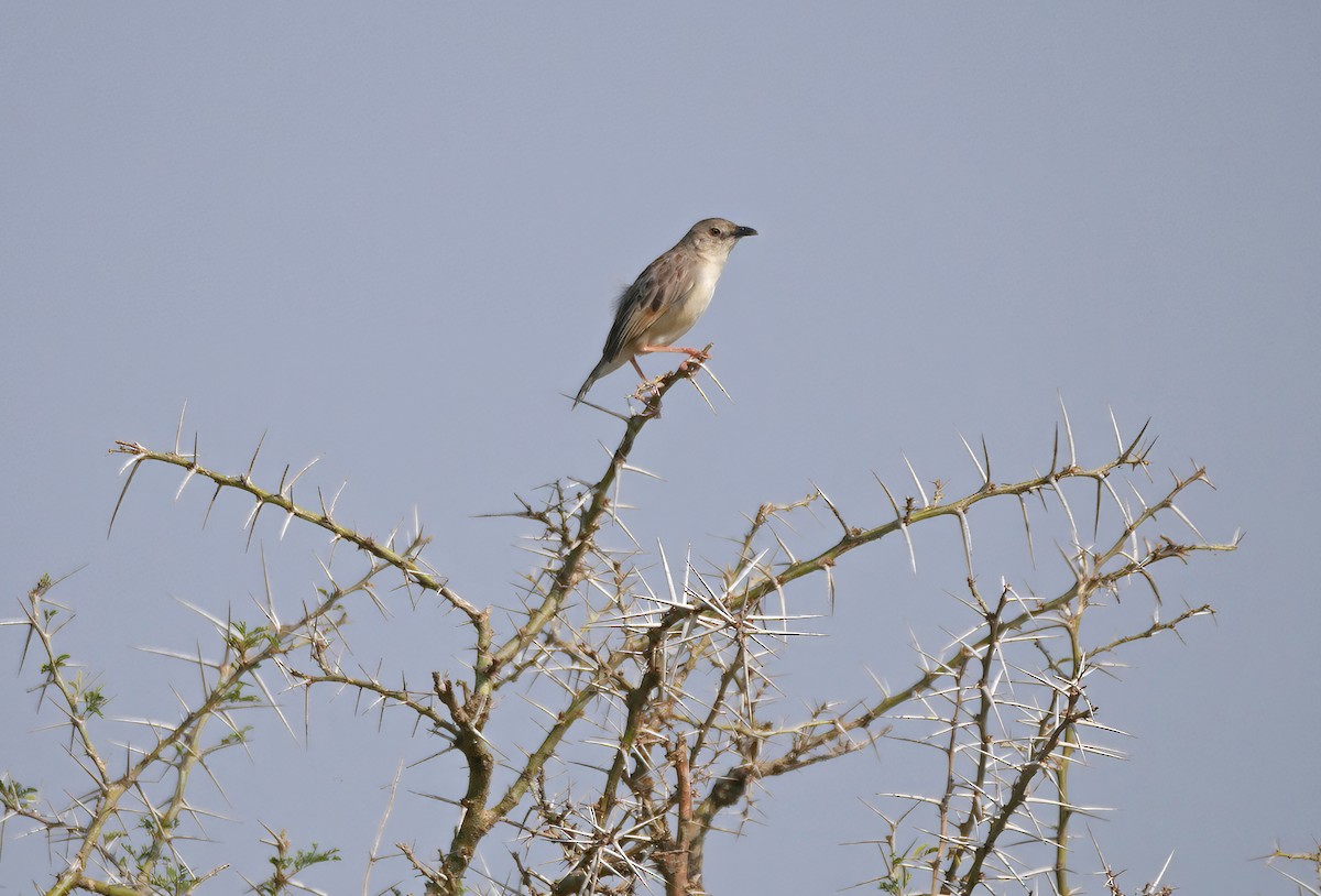 Croaking Cisticola - ML644286847