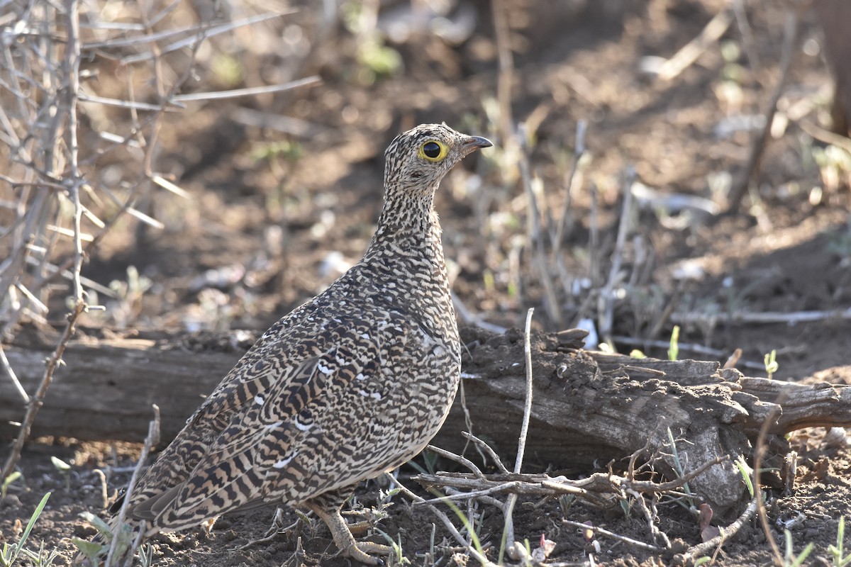 stepokur dvoupruhý - ML644286848