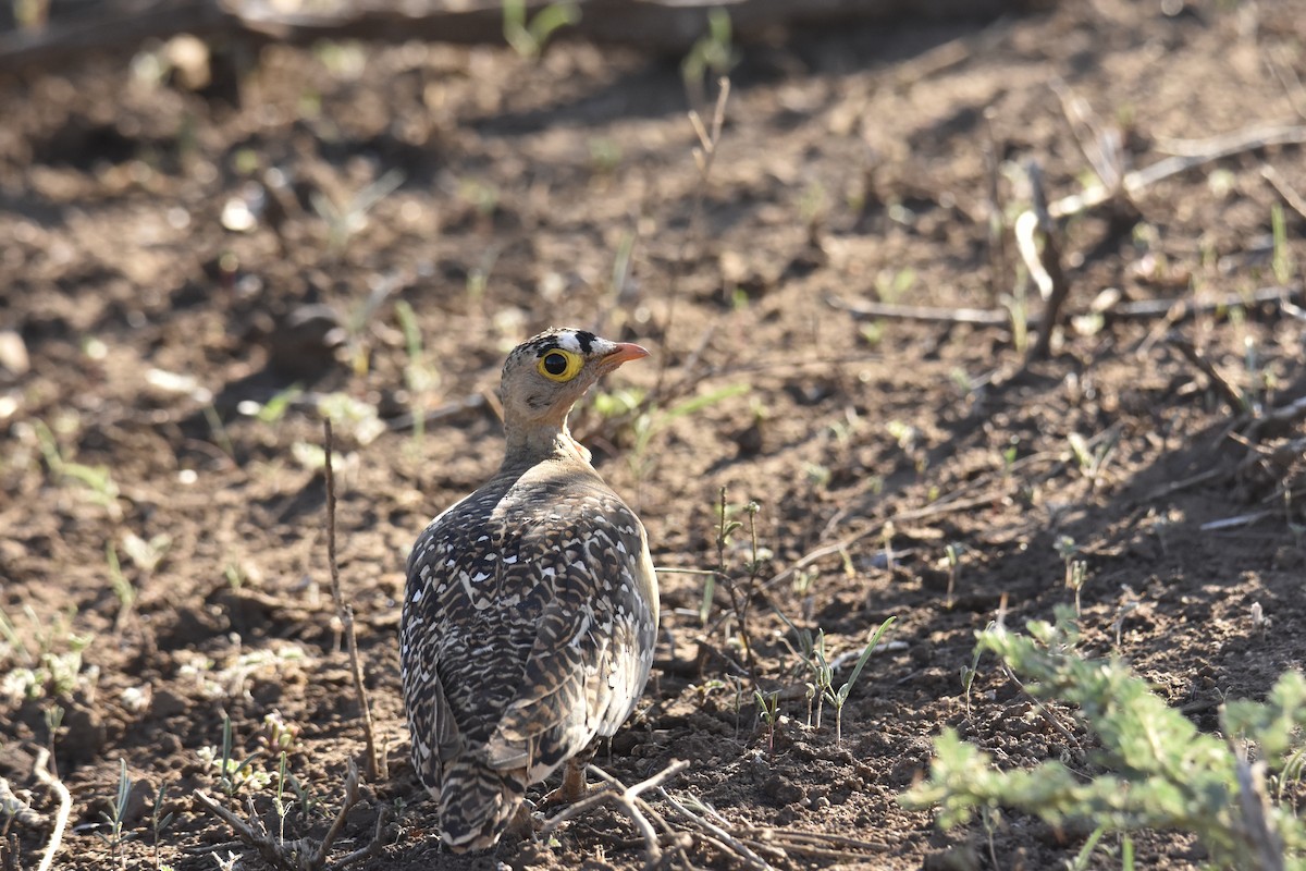 stepokur dvoupruhý - ML644286849