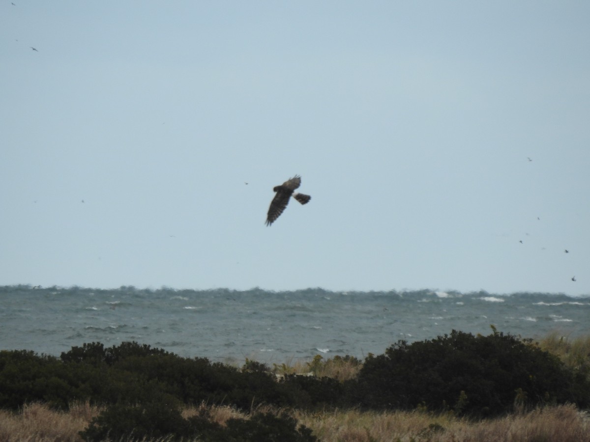 moták severoamerický - ML644286852