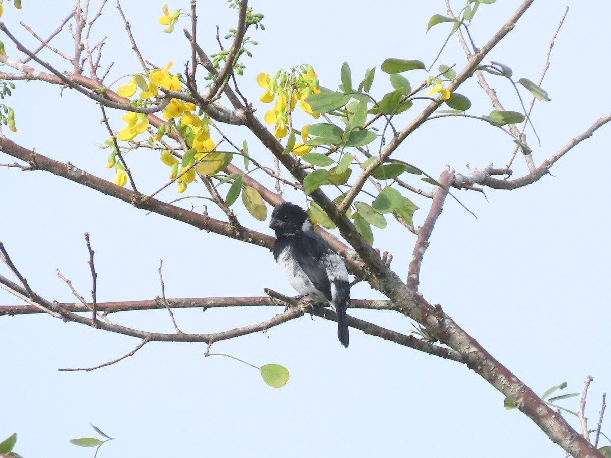 Variable Seedeater - ML644286856