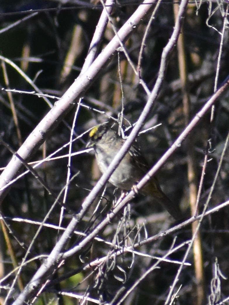 Golden-crowned Sparrow - ML644286857