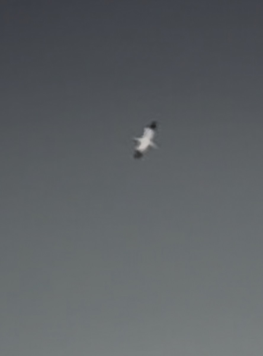 סולה מצויה - ML644286859