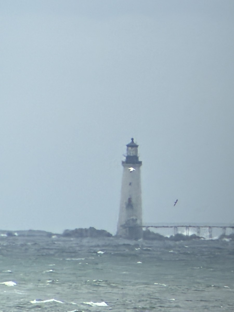 סולה מצויה - ML644286860