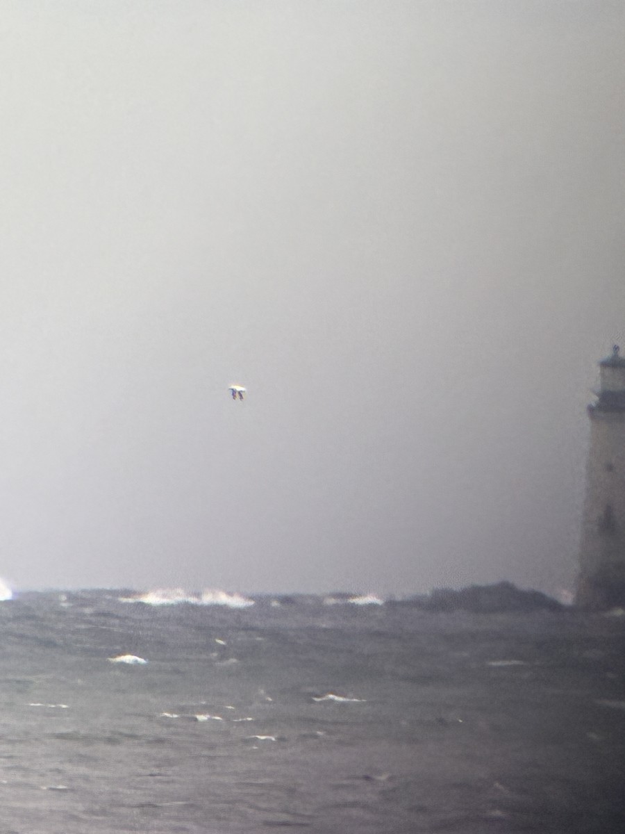 סולה מצויה - ML644286861