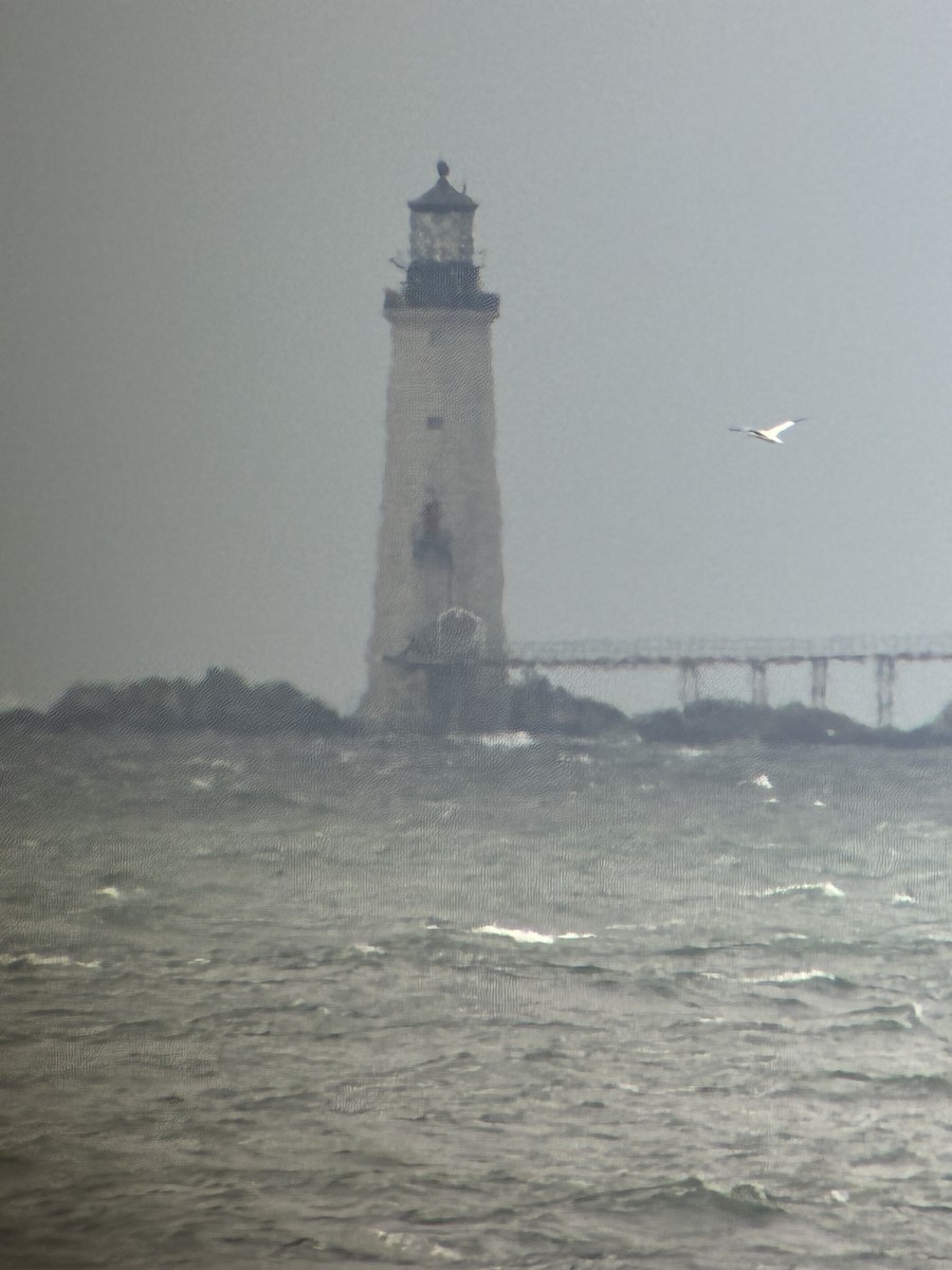 havsule - ML644286862