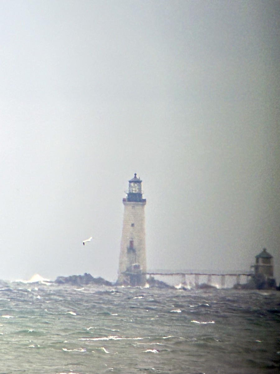 havsule - ML644286863