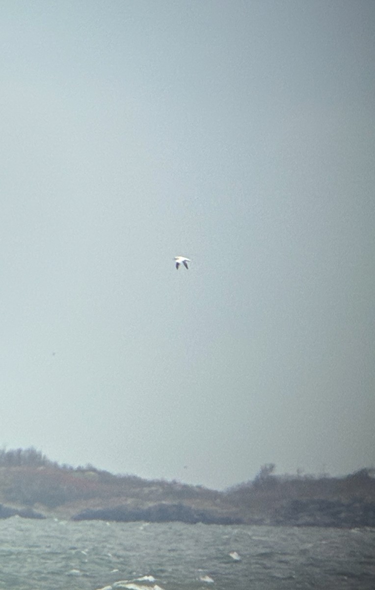 havsule - ML644286864