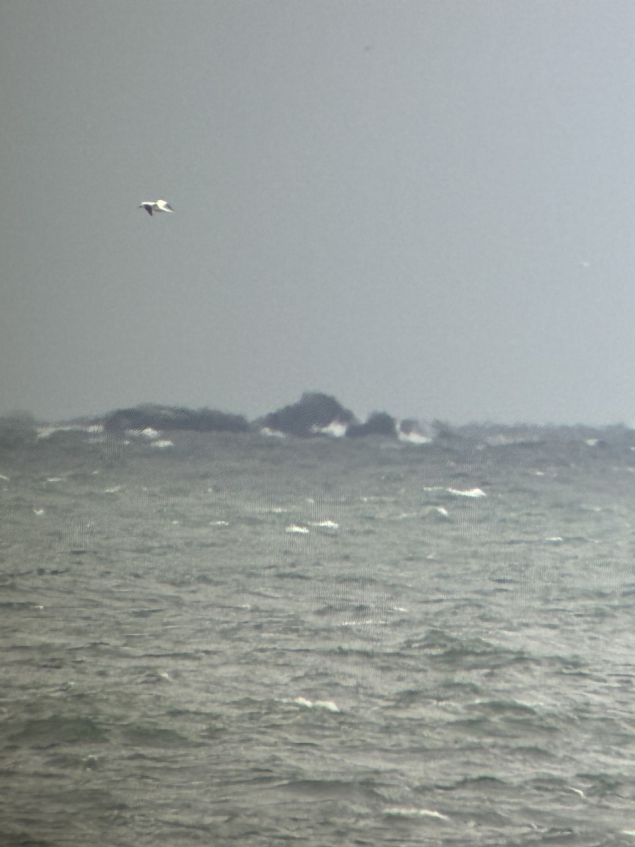 havsule - ML644286865