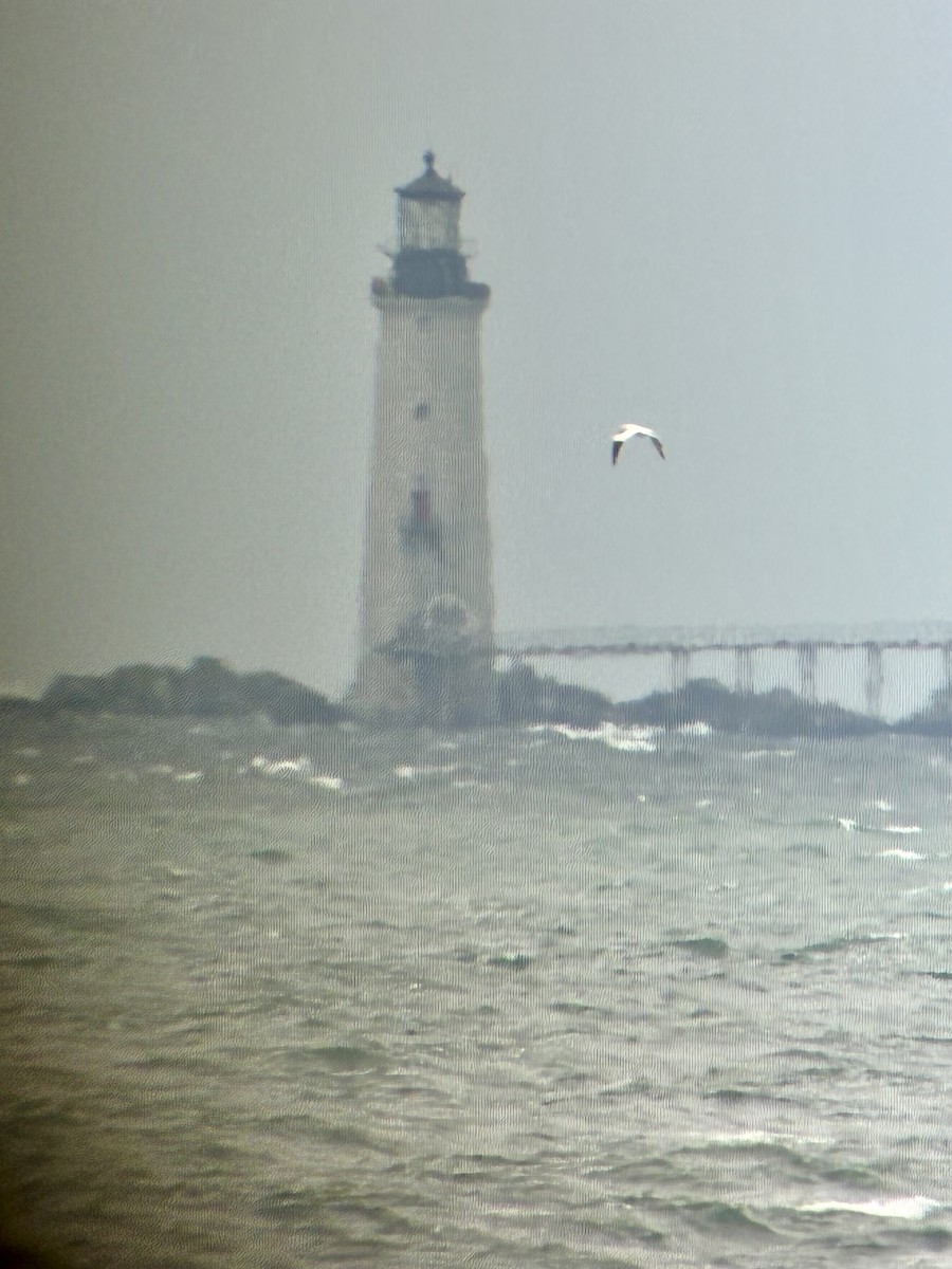 havsule - ML644286866