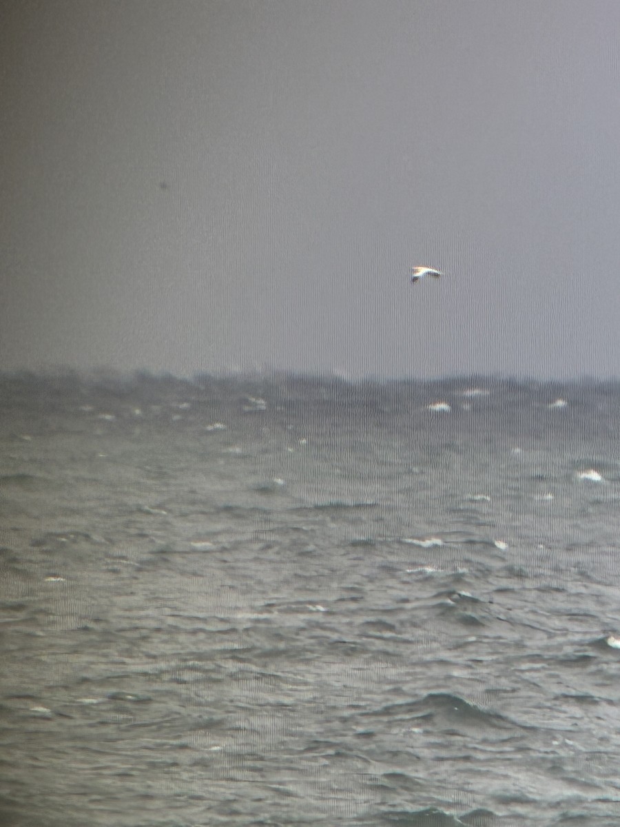 סולה מצויה - ML644286867