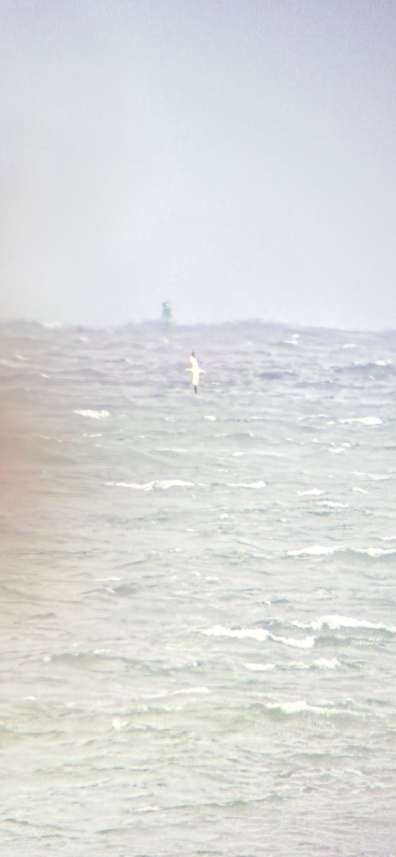 havsule - ML644286868