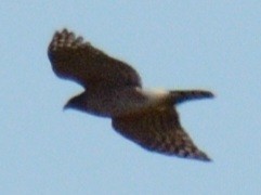 jestřáb americký - ML644286869