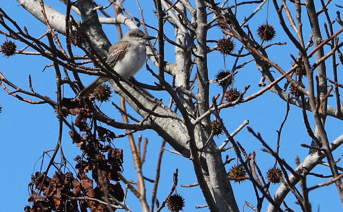 Gray Kingbird - ML644286873