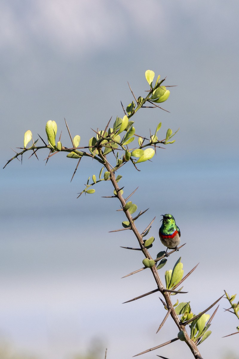 Southern Double-collared Sunbird - ML644286874