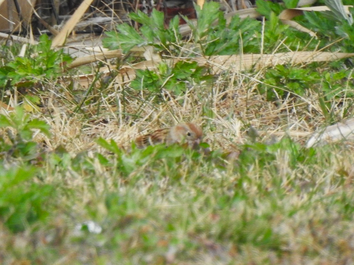 Field Sparrow - ML644286876