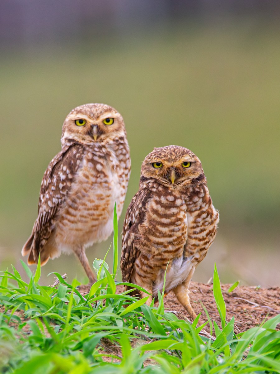 Burrowing Owl - ML644286877