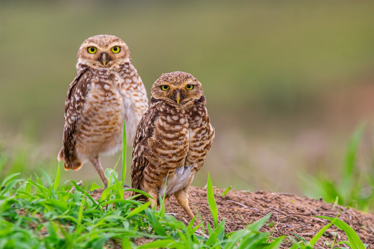 Burrowing Owl - ML644286879