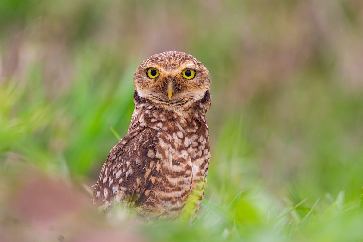 Burrowing Owl - ML644286880