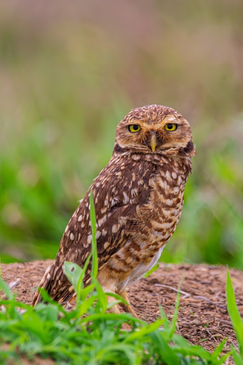 Burrowing Owl - ML644286881