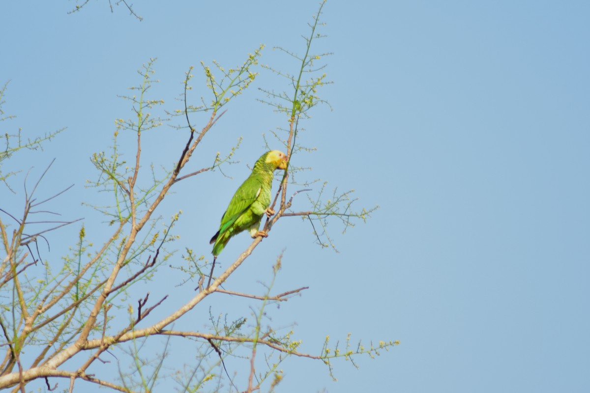 solpapegøye - ML644286886