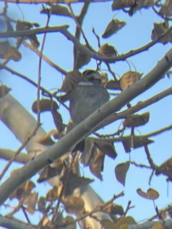 White-throated Sparrow - ML644286889