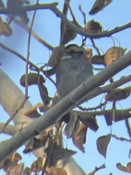 White-throated Sparrow - ML644286890