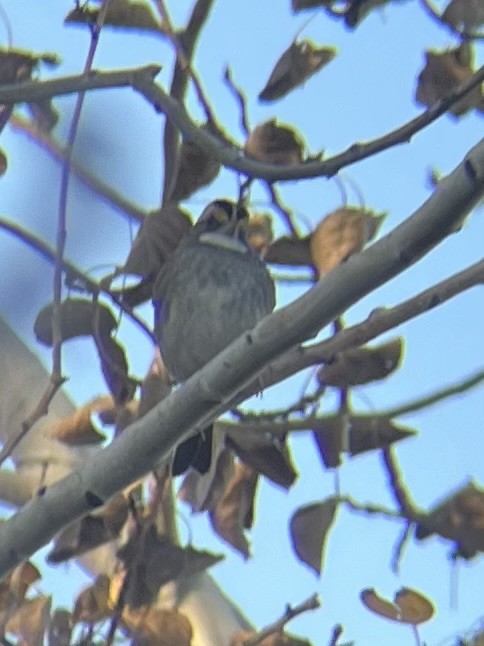 White-throated Sparrow - ML644286891
