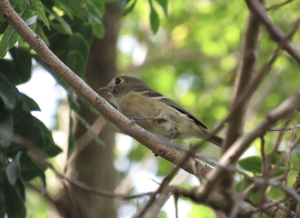 Hutton's Vireo - ML644286896