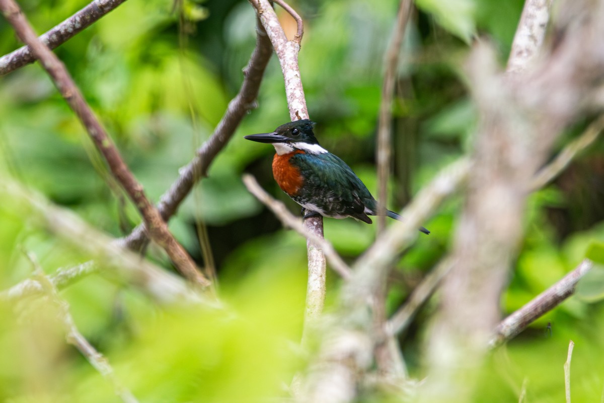 Green Kingfisher - ML644286898