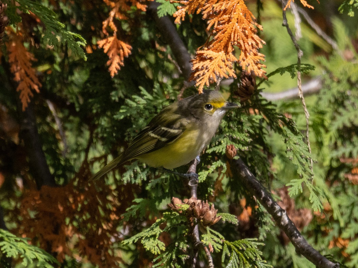 White-eyed Vireo - ML644286900