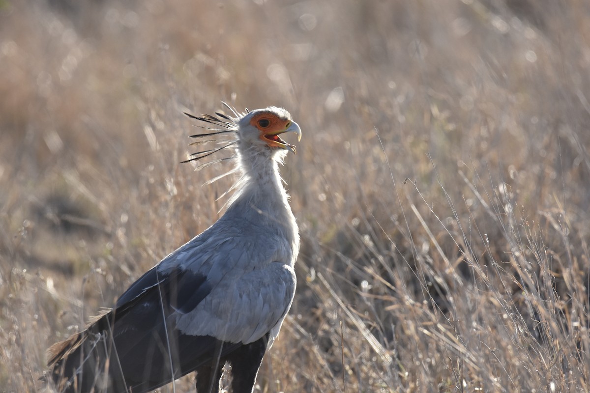 ヘビクイワシ - ML644286901