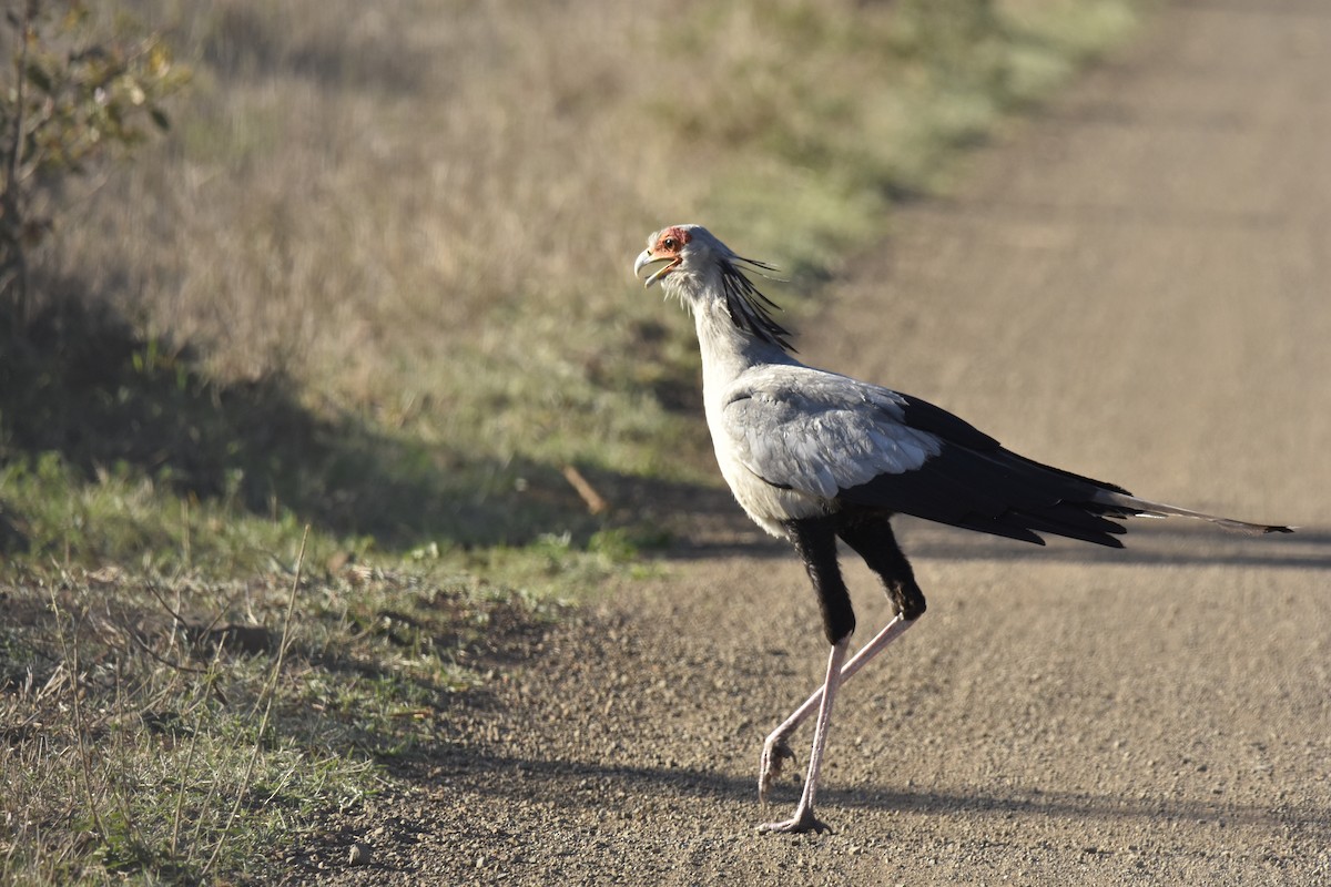 ヘビクイワシ - ML644286902