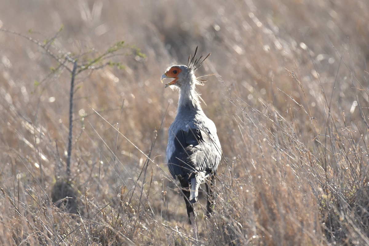 ヘビクイワシ - ML644286903