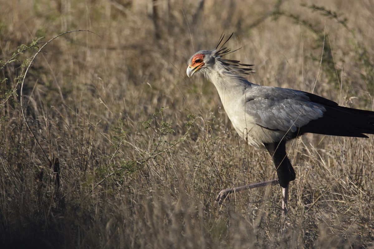 ヘビクイワシ - ML644286904