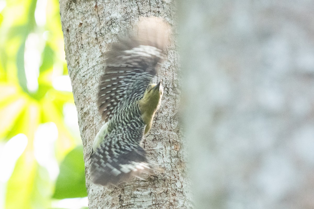 datel kápový - ML644286909