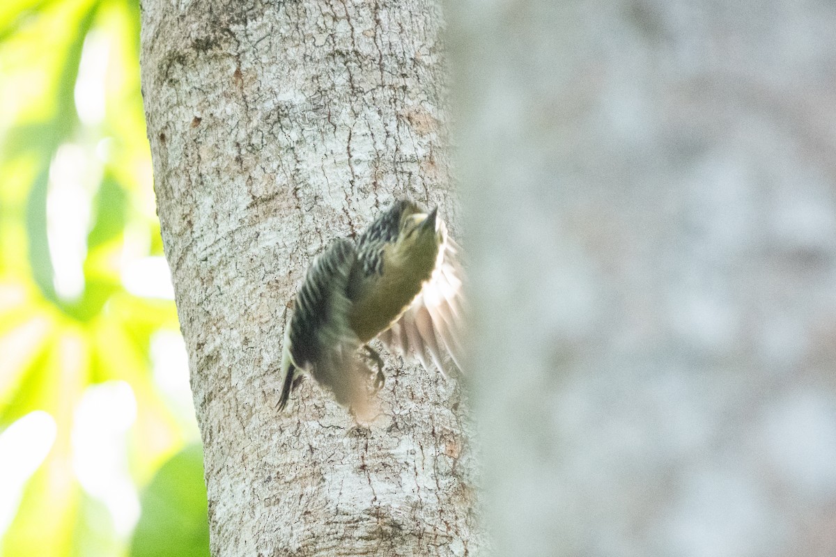 datel kápový - ML644286910