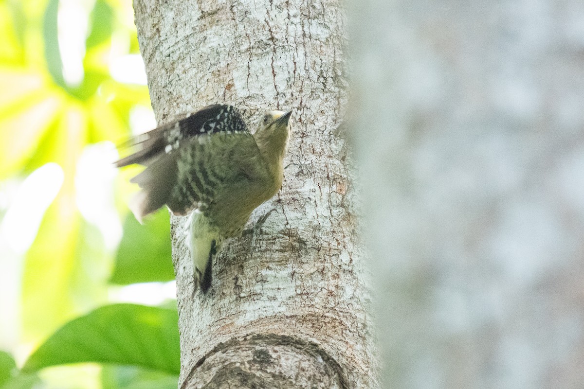 datel kápový - ML644286911