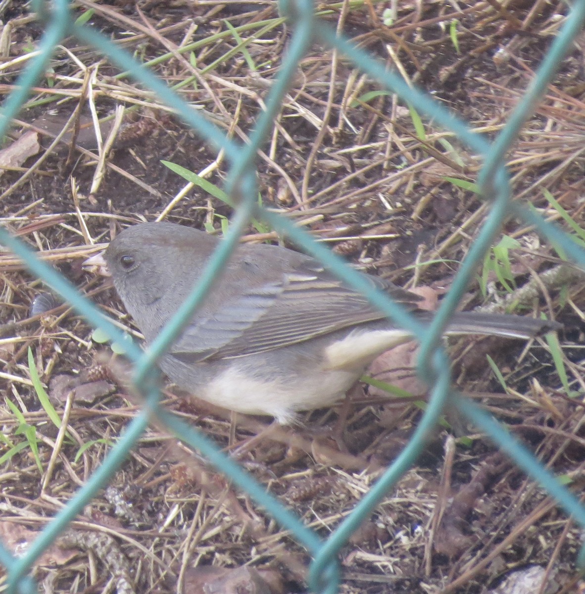 Dark-eyed Junco (Slate-colored) - ML644286914